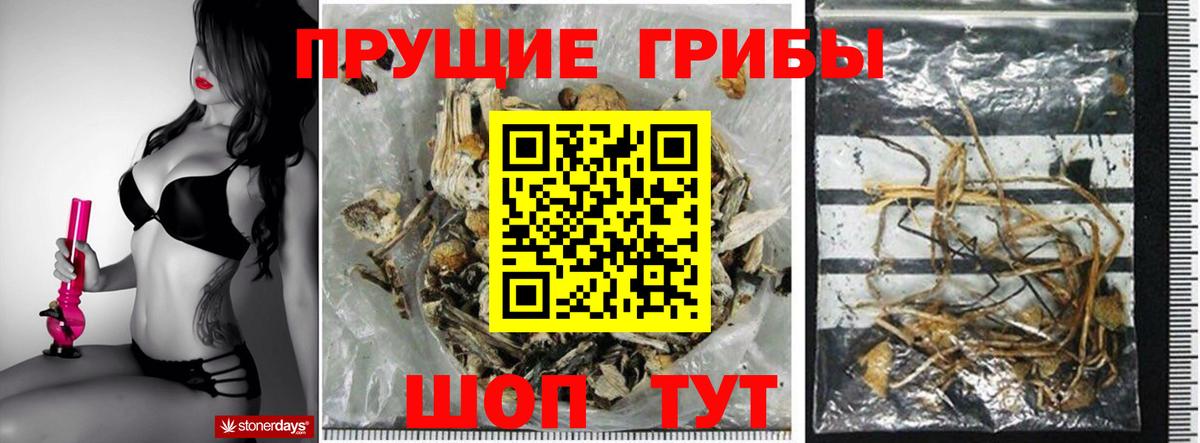 Псилоцибиновые грибы прущие грибы  купить  сайты  Краснознаменск 